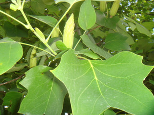 Dsc09939_2 Dsc09939_2