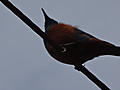 Dsc04193