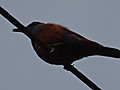 Dsc04194_2