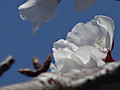 Dsc04485