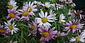 1dsc04880_3