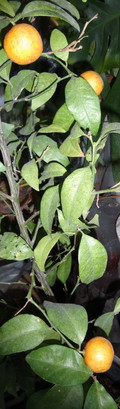 1dsc04900_6