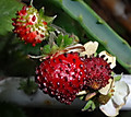 1dsc04931_2
