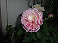 Dsc04887