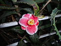 Dsc04935