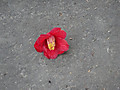 Dsc09115