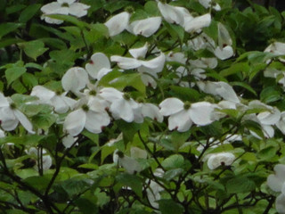 Dsc09381 Dsc09381