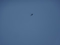 Dsc09533_2