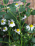 Dsc09562_2