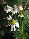 Dsc09563_3