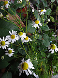 Dsc09565_2