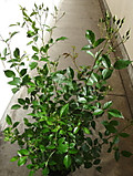 1dsc00031 1dsc00031