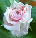 04dsc03369_5
