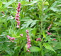 1dsc03530