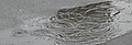 1dsc03623 1dsc03623