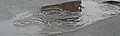 1dsc03624 1dsc03624