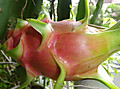 1dsc04274_2