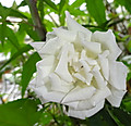 1dsc04282
