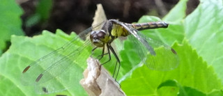 1dsc05101
