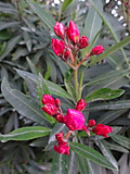 06dsc05306001