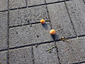 065dsc05689