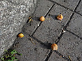 066dsc05690