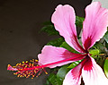 1dsc07936_4