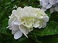 1dsc09696