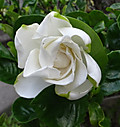 1dsc09702