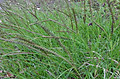 1dsc09706_2