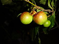 1dsc09754