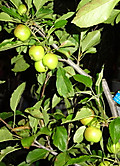 1dsc09762_2