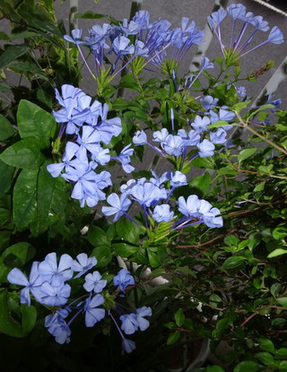1dsc09796