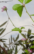 1dsc05731