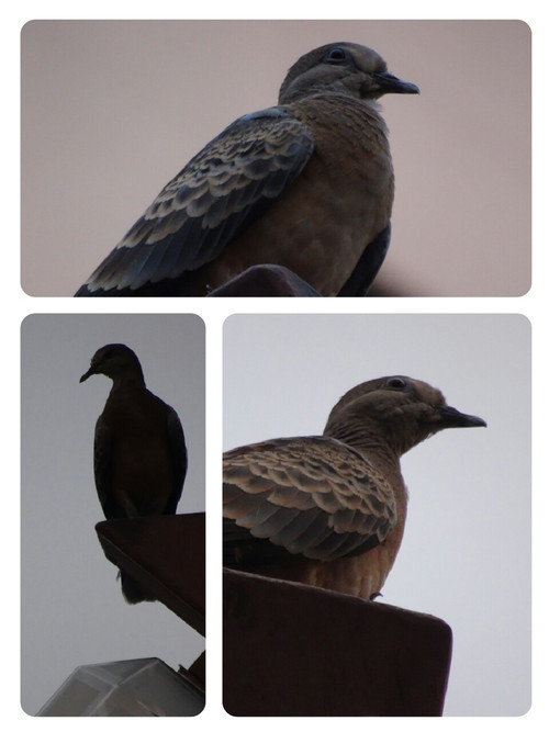 Collage1471890403108_2