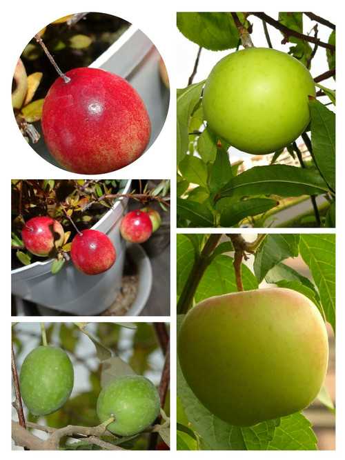 Collage1471916604983