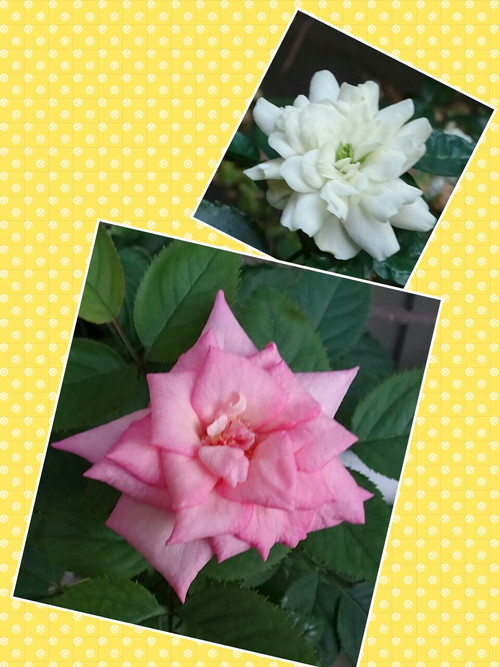 Collage1471972710635