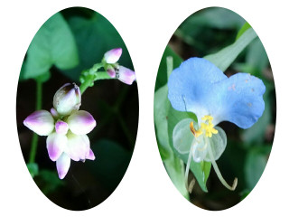 Collage1472041115388_2