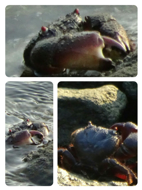 Collage1472041609714