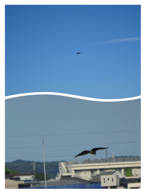 Collage1472226049807_2