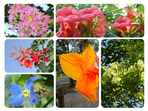 Collage1472345578746_3