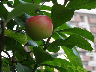 03dsc07696 03dsc07696