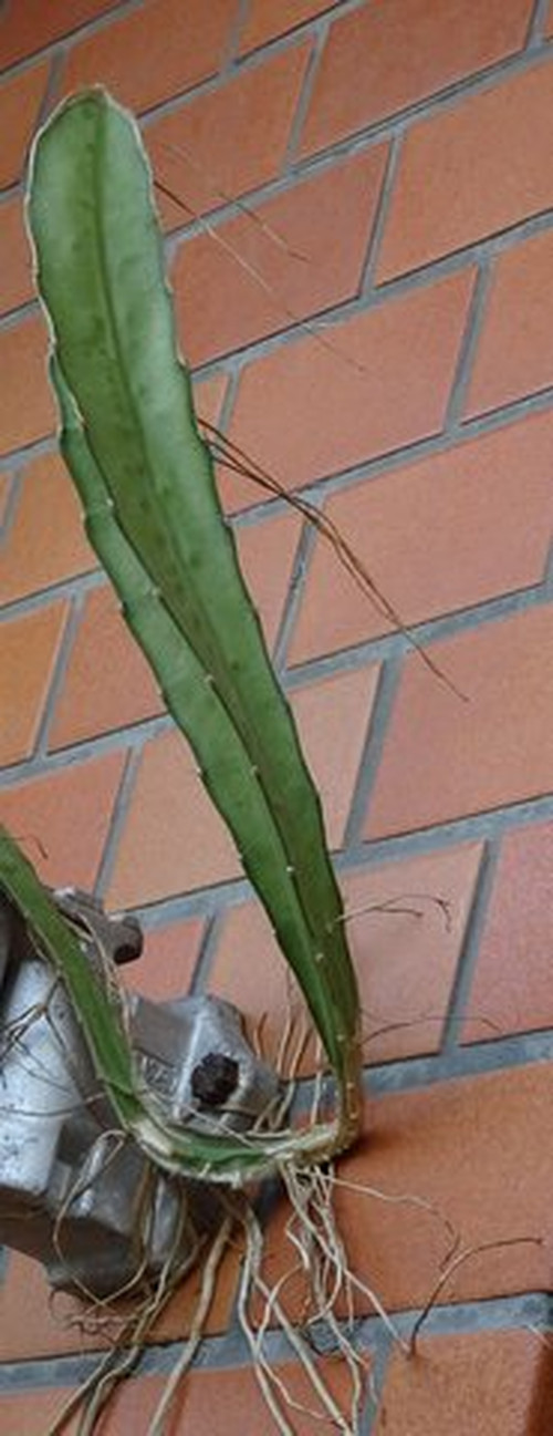 1dsc07695001_2 1dsc07695001_2