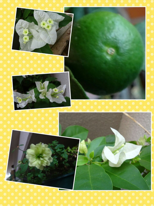 Collage1473349652044