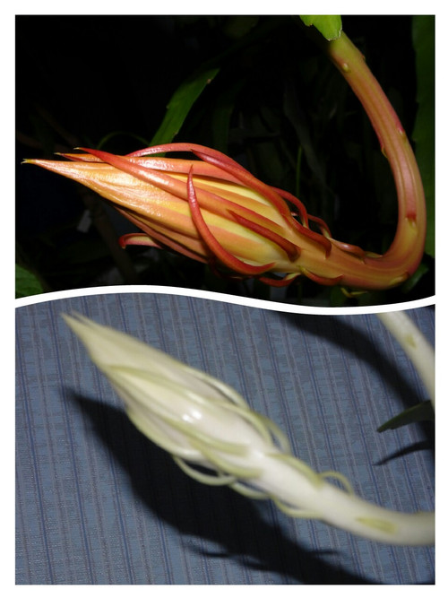 Collage1474298359062