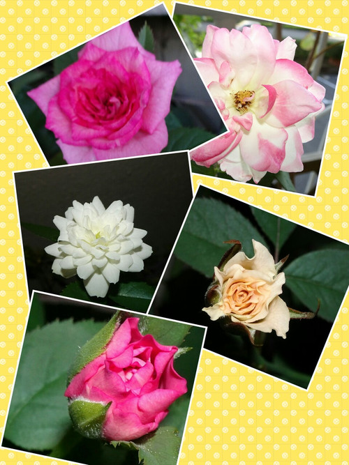 Collage1477235409699