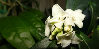 _20170308_023243_2 _20170308_023243_2