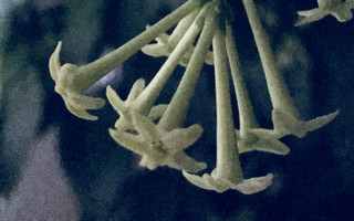 156aaa17c9a24481a292f61dcdab8562