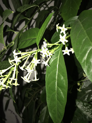 36274db644014096b46ad81867936d84