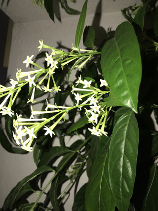 Ec5a3a45b5d94146a77a7ce263c55ca5